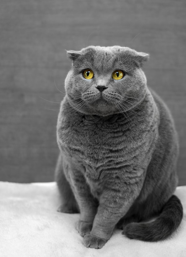 ゆき