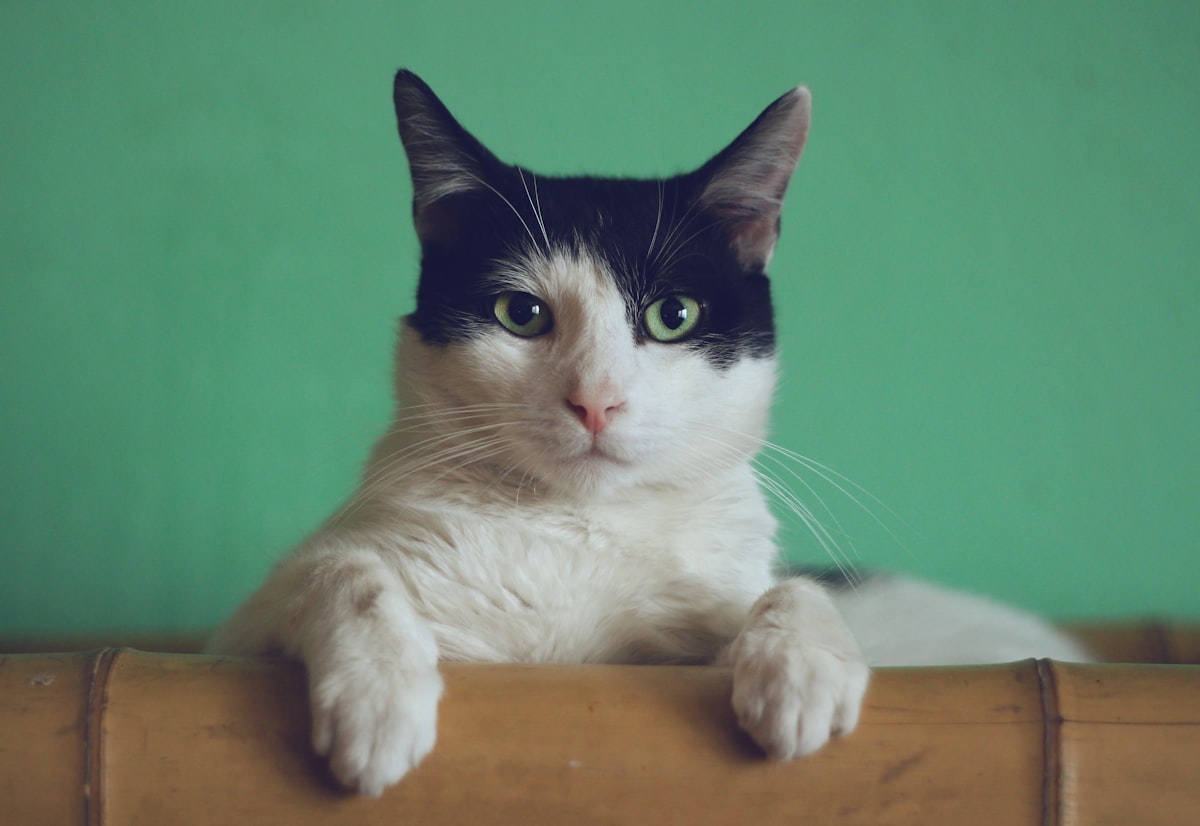 cat gallery 1